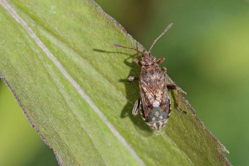 Réf. 183 375 : Stictopleurus punctatonervosus